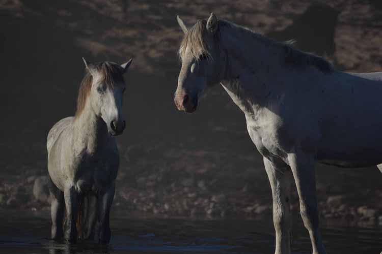 mustangs